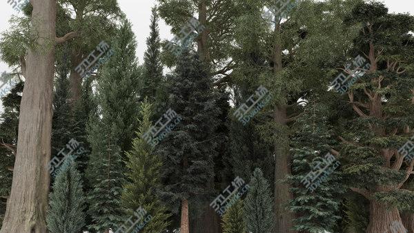 images/goods_img/20210312/40plus40 Conifer Trees 3D model/2.jpg